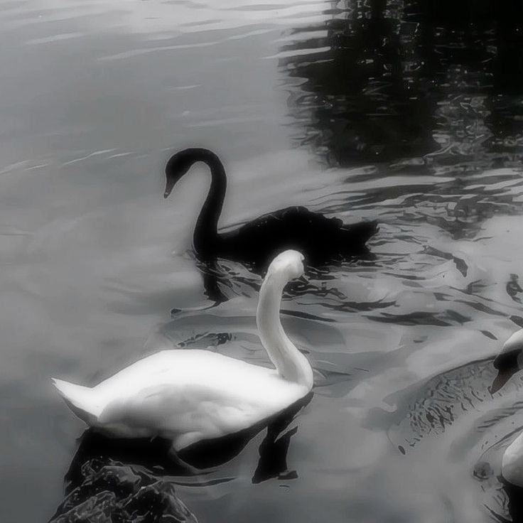 Swan White & Black